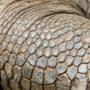 sea turtle skin icon